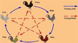 ảnh chụp màn hình màu mạng gà đá theo 12 con giáp