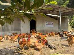 ảnh chụp màn hình mô hình trang trại gà đá