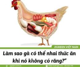 ảnh chụp màn hình tại sao trong dạ dày cơ của gà lại có sỏi