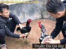 ảnh chụp màn hình thuốc đá gà cao cấp