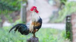 ảnh chụp màn hình thuốc gà đá chiến kê