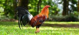 ảnh chụp màn hình thuốc gà đá mỹ