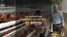 ảnh chụp màn hình thuoc nuoi ga da hieu qua nhat