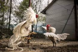 ảnh chụp màn hình thuốc tha lông gà đá