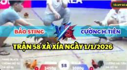 ảnh chụp màn hình trận đá gà bảo sting