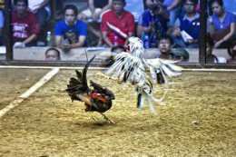 ảnh chụp màn hình trang đá gà thái lan