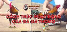 ảnh chụp màn hình trực tiếp đá gà tonhon hom nay