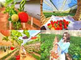 ảnh chụp màn hình vườn dâu nhà gà đà lạt