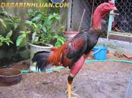 ảnh chụp màn hình xem ga da cua sat hay nhat