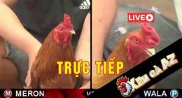 ảnh chụp màn hình xóm gà az đã trực tiếp