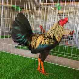 ban ga tre my rac da thua