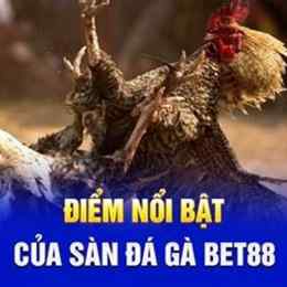 bet đá gà