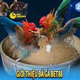 bet88 đá gà trực tiếp