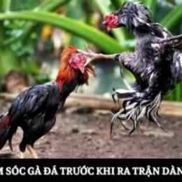 bí kíp xem ngày ra trận đá gà