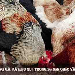 bj 88 trang đá gà