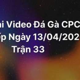 c2 trận 16 đá gà