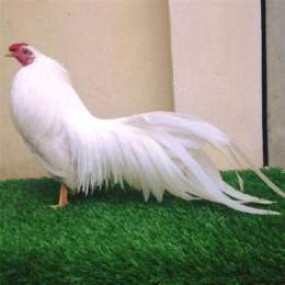 các giống gà tre đá