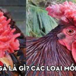 các loại mồng gà đá