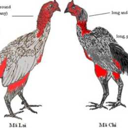 các thế đá của gà nòi
