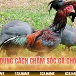 cách chăm gà chọi mới đá về