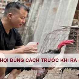 cách chăm gà chọi trước khi đá