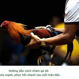 cách chăm sóc gà chọi gà đá