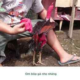 cách chăm sóc gà sau khi đá cựa sắt