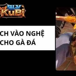 cách cho gà đá ăn