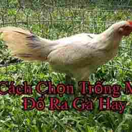 cách chọn gà mái đá cựa