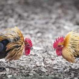 cách đổ gà đá cựa sắt