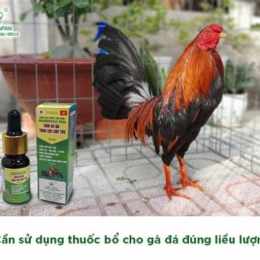 cách giảm cân cho gà đá cựa sắt
