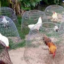 cách nuôi gà đá cựa sắt 89bet01