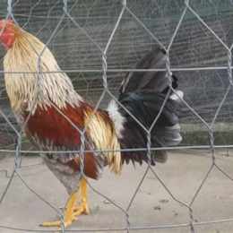 cách nuôi gà đá cựa