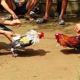 cach nuoi ga đa