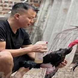 cách sửa gà khi đá