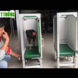cách tập thể lực cho gà đá