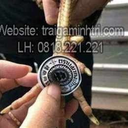 cách trị ké chậu gà đá