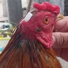 cách vỗ hen cho gà đá