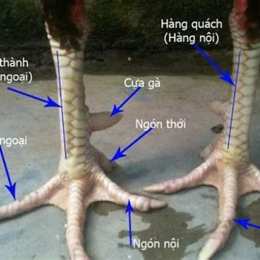 cách xem chân gà đá cựa sắt