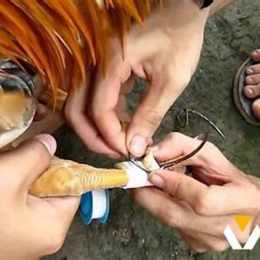 cách xem tướng gà đá hay