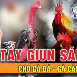 cách xổ lãi gà đá