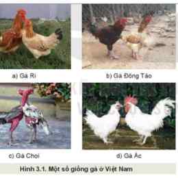 cáp hay về gà đá