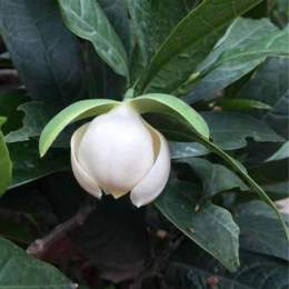 cây dạ hợp trứng gà
