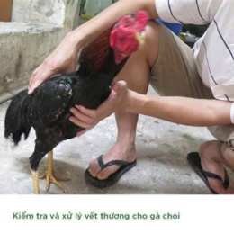 chăm sóc gà chọi sau khi đá