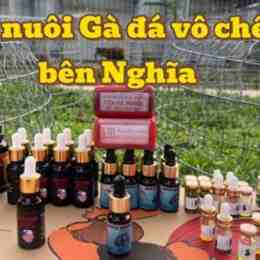 chế độ nuôi gà đá cựa