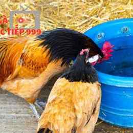 cho gà ăn gì trước khi đá 7789bet.top