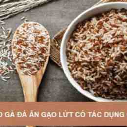 cho gà đá ăn gạo lứt có tác dụng gì