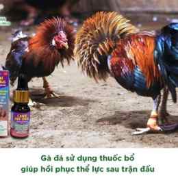 cho gà đá uống sữa