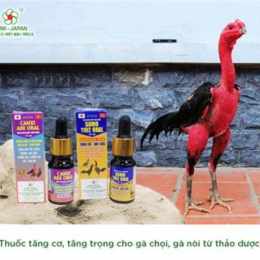 cho tốt gà đá củ chi