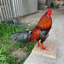 cho tốt gà đá quận 7